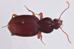 Gastrellarius blanchardi