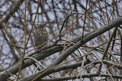 Turdus philomelos
