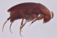 Ptomaphagus