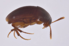 Ptomaphagus mitchellensis