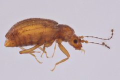 Dasycerus concolor