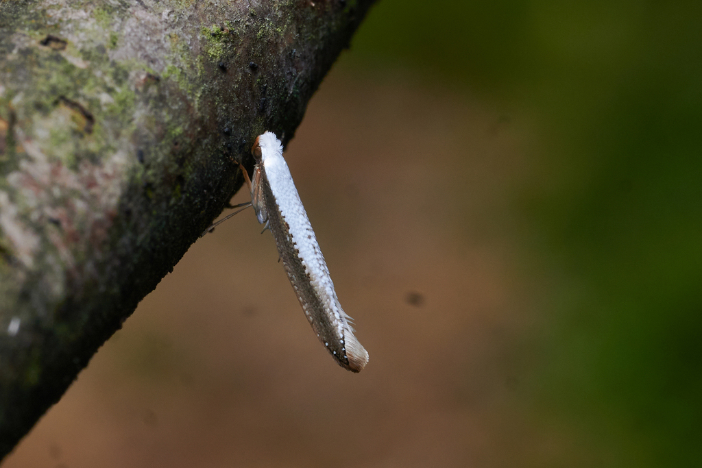 Lycophantis mucronata