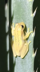 Dendropsophus sanborni