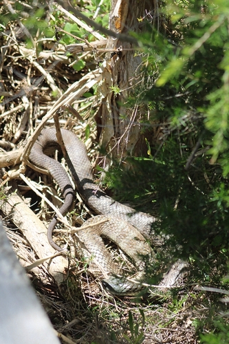 Tiger Snake sighting