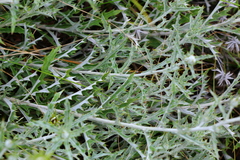 Berkheya carlinopsis