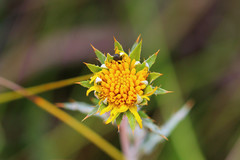 Berkheya carlinopsis