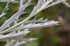 Berkheya carlinopsis