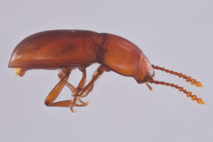 Catopocerus
