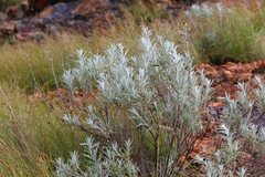 Berkheya carlinopsis