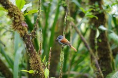 Terpsiphone bourbonnensis