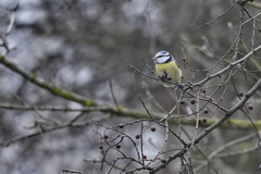 Cyanistes caeruleus