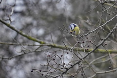 Cyanistes caeruleus