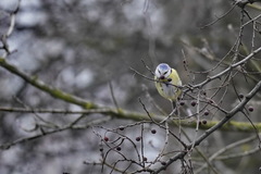 Cyanistes caeruleus