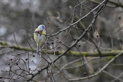 Cyanistes caeruleus