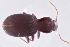 Gastrellarius honestus