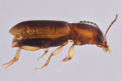 Acupalpus indistinctus