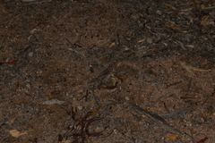 Diplodactylus vittatus