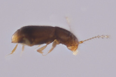 Ptiliidae