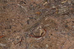 Diplodactylus vittatus