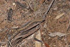 Diplodactylus vittatus