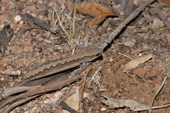 Diplodactylus vittatus
