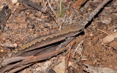 Diplodactylus vittatus