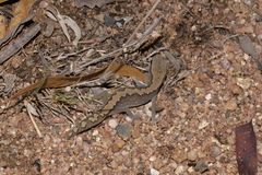 Diplodactylus vittatus