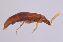 Ischnosoma suteri