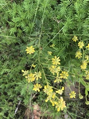 Pearsonia cajanifolia