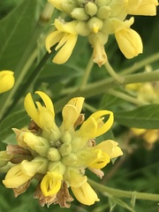 Pearsonia cajanifolia