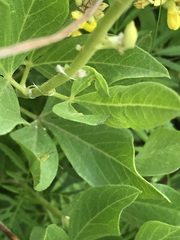 Pearsonia cajanifolia