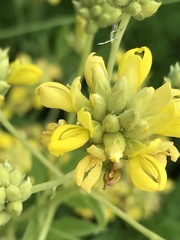 Pearsonia cajanifolia