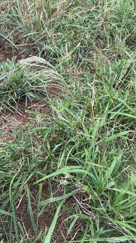 Digitaria insularis observed 2025-11-17