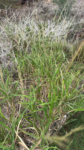 Digitaria insularis observed 2025-11-17
