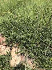 Acalypha caperonioides