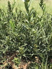Acalypha caperonioides