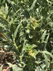 Acalypha caperonioides