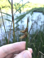 Schoenoplectus triqueter, photograph author not stated, no rights reserved