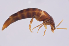 Ischnosoma suteri
