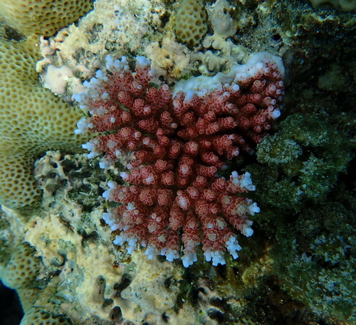 Acropora hyacinthus observed 2025-11-09