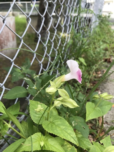 Torenia fournieri