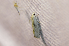 Eucosma metzneriana