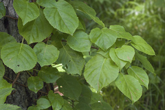 Hydrangea petiolaris