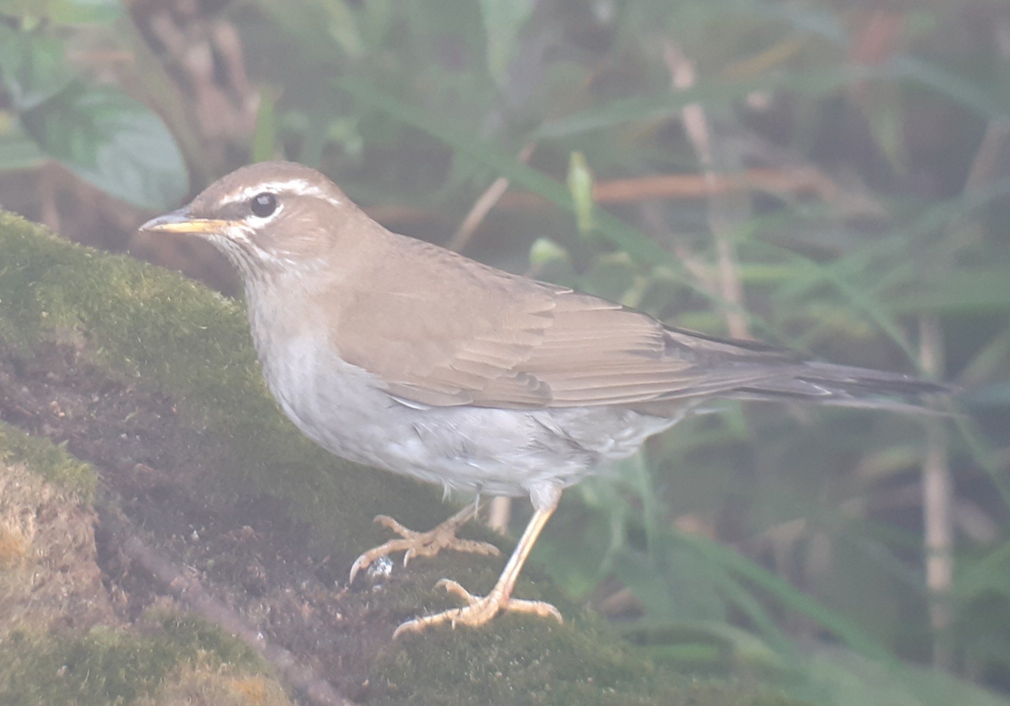 Grey-sided Thrush