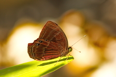 Abisara saturata