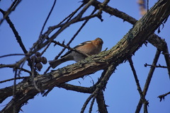 Fringilla coelebs