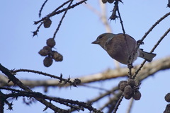 Fringilla coelebs