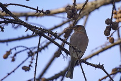 Fringilla coelebs