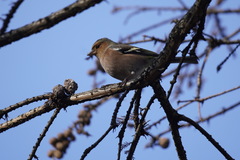 Fringilla coelebs