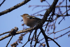 Fringilla coelebs